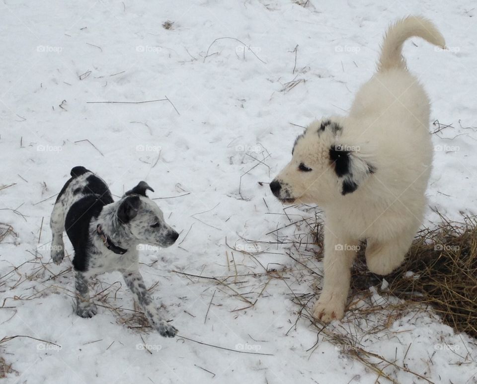 Puppies in the snow. Puppies playing in the snow