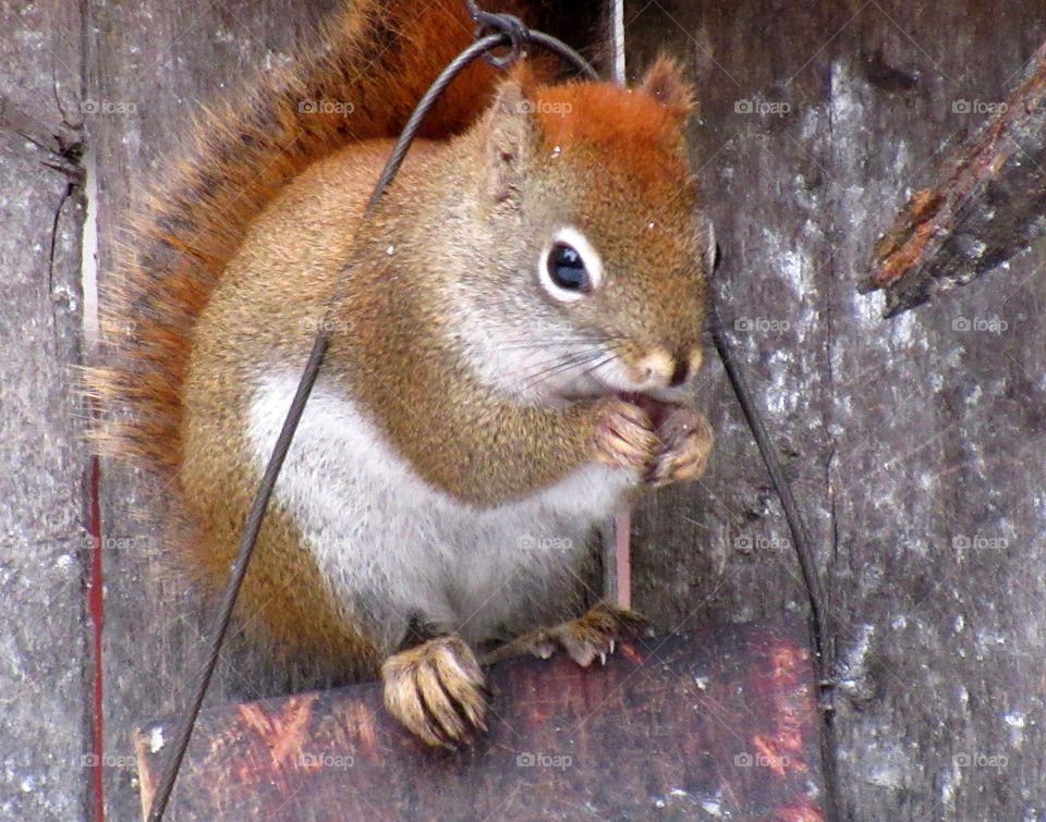 Red Squirrel