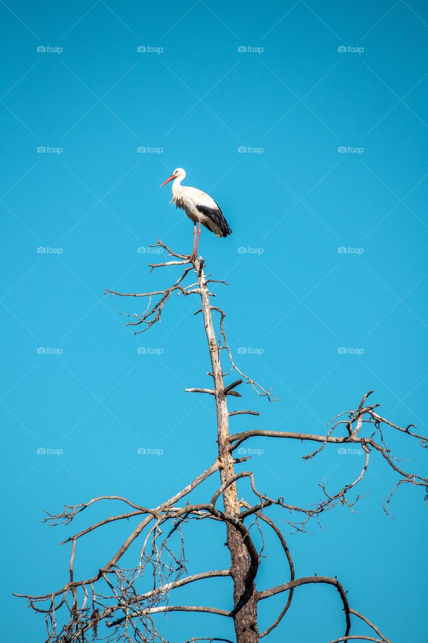 Stork on weathered leafless tree