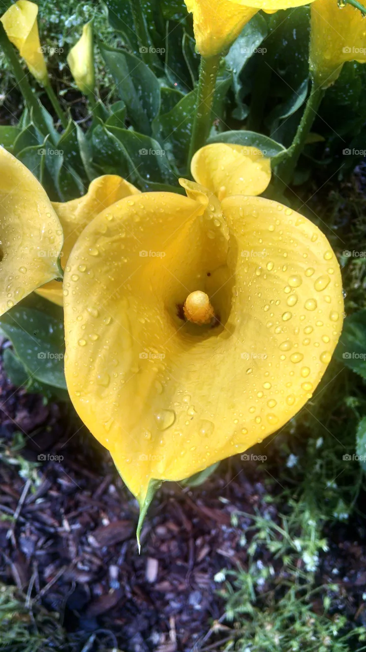 Nature, No Person, Leaf, Flower, Flora