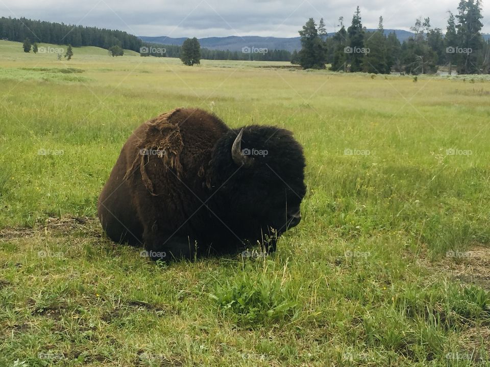 Amazing closeup view of a bison in Yellow Stone National Park