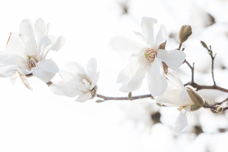 White blooming magnolia flowers in spring 