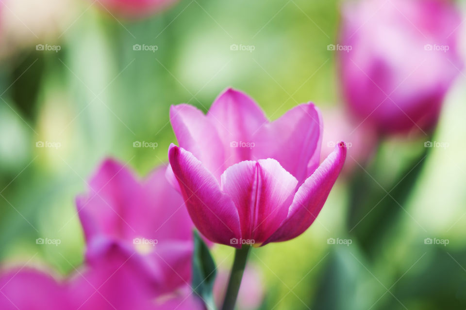 Field of beautiful pink tulip flowers