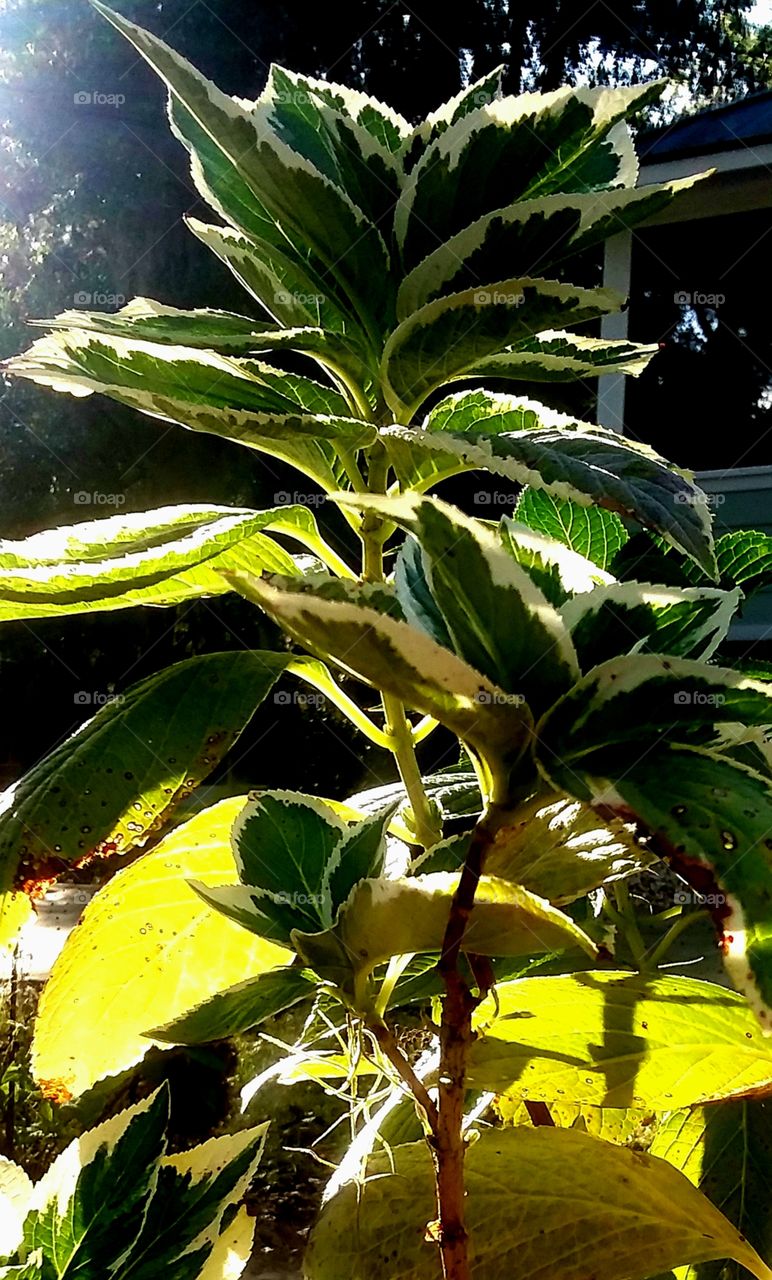 garden flowers and foliage in the sun