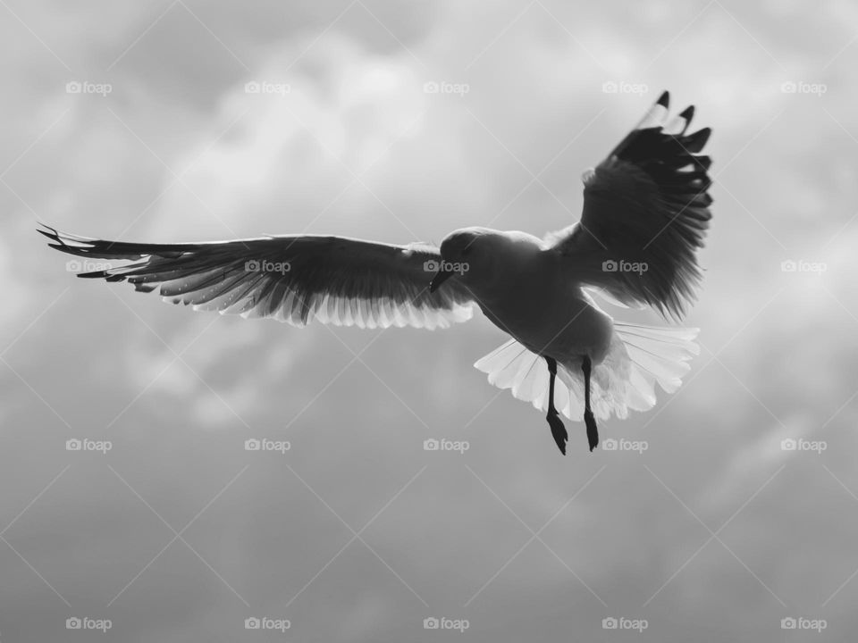 Flying high to the sky.