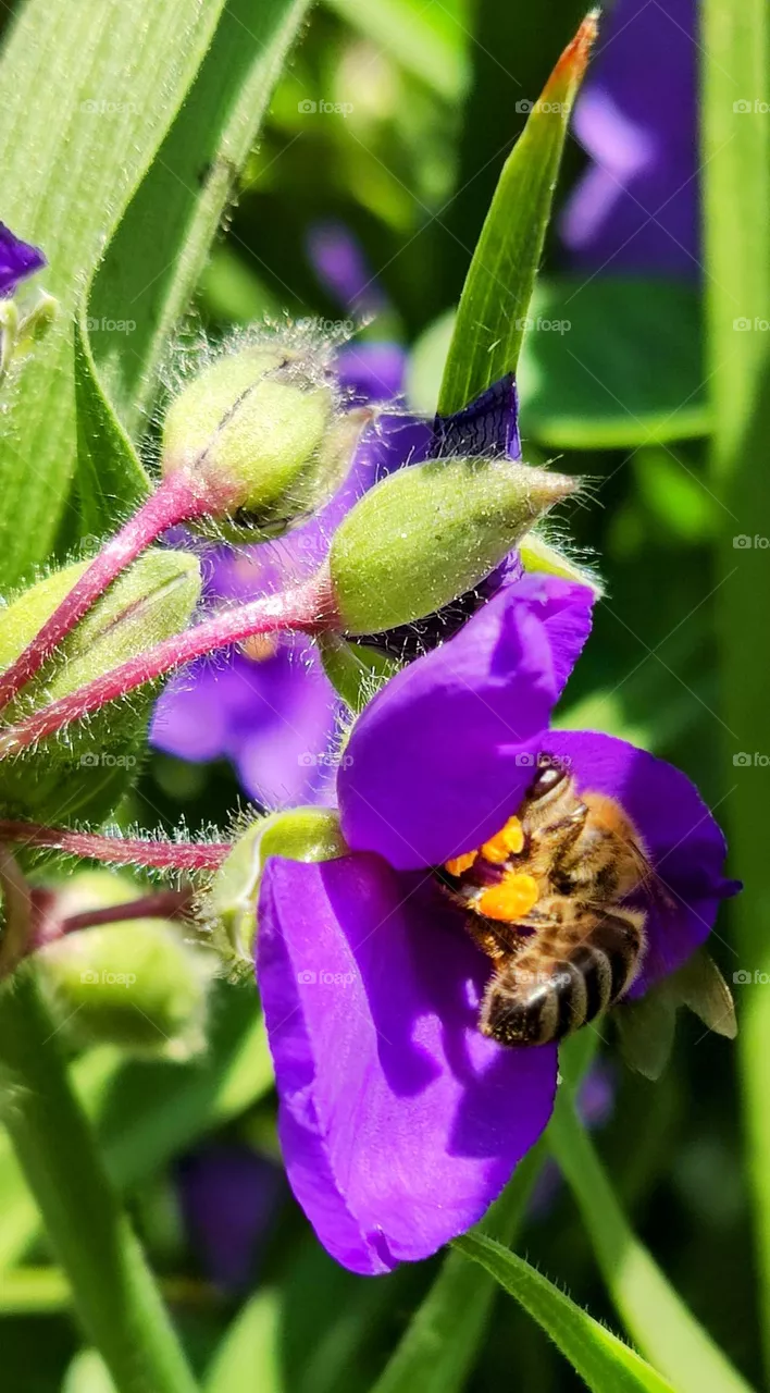 bee