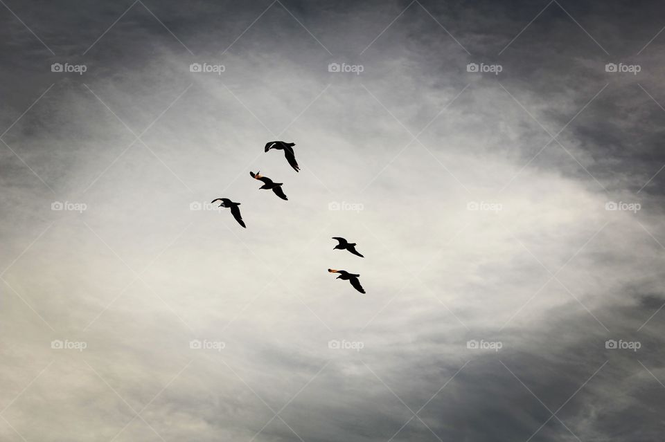 Low angle view of birds flying in sky