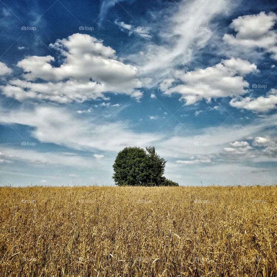 Tree in cereal field