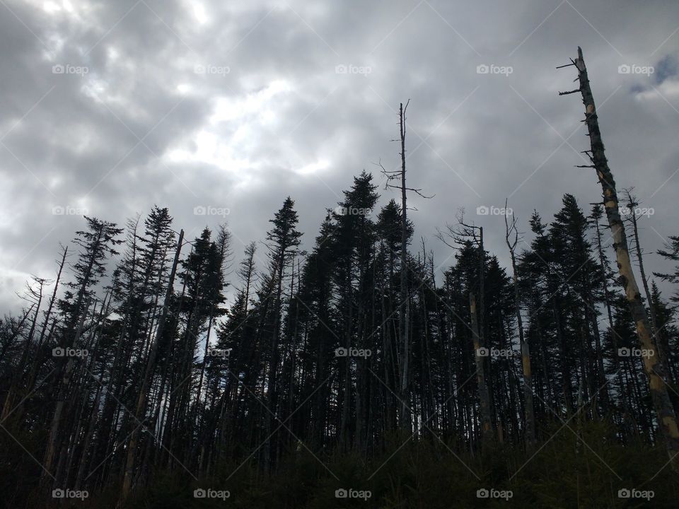 Old growth forest with dark clouds