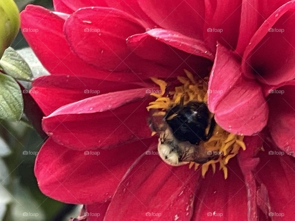 Bee 🐝