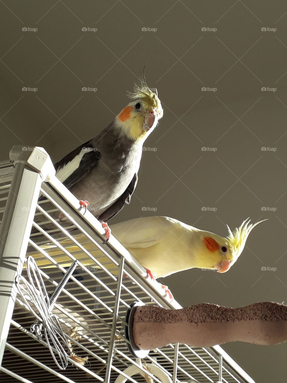 Cockatiels in the sun