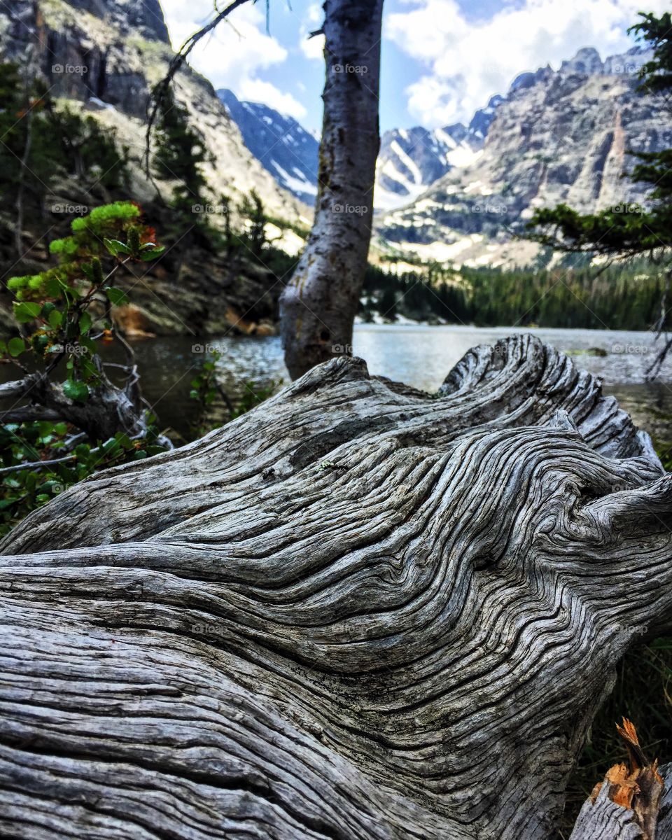 Dead tree trunk at lake