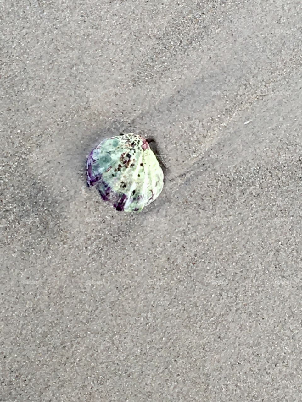 Flat lay top down view one seashell in the sand on beach