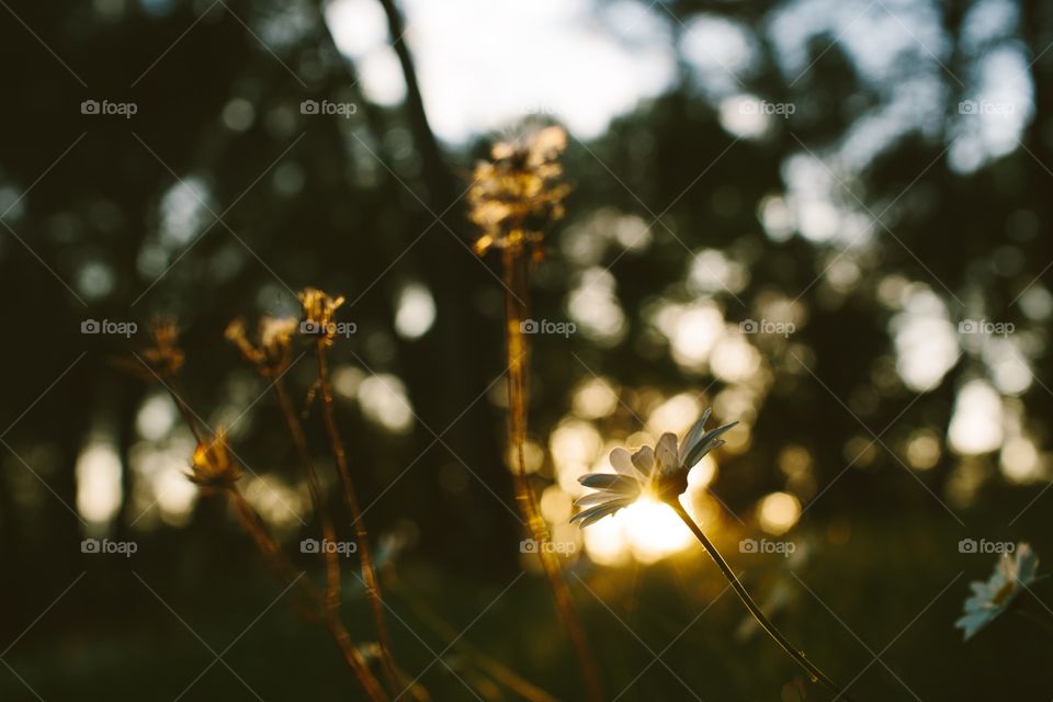 Daisy basking in the sunlight shot from below. Field of flowers during sunset