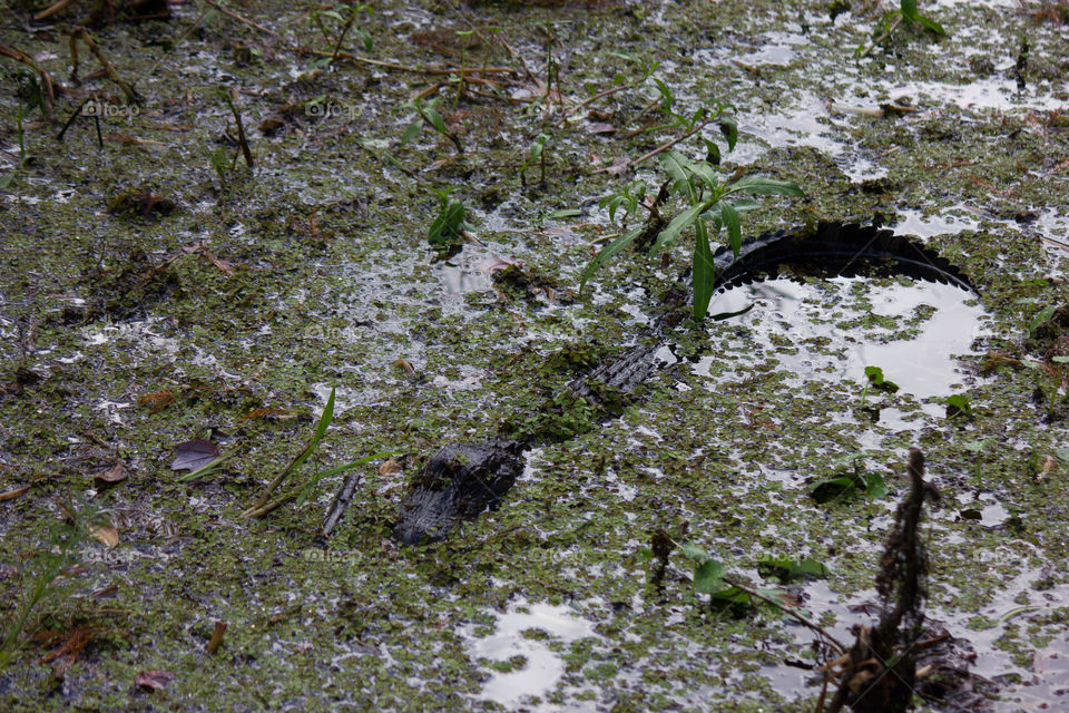 Swamp croc 