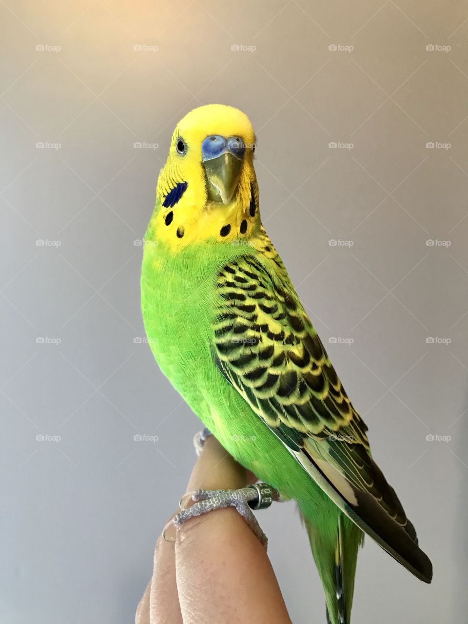 Parakeet