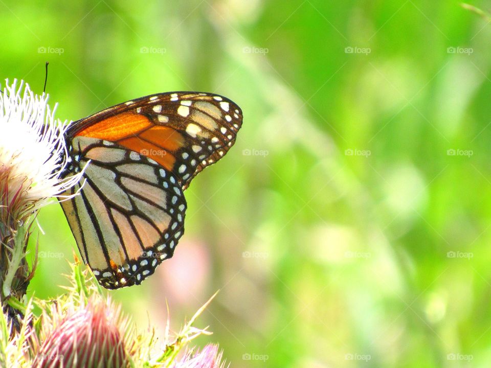 monarch butterfly on thistle flower outdoors