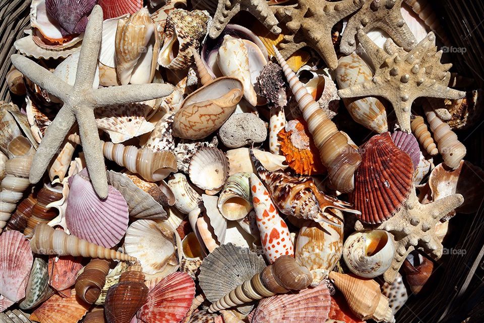 Sea shells