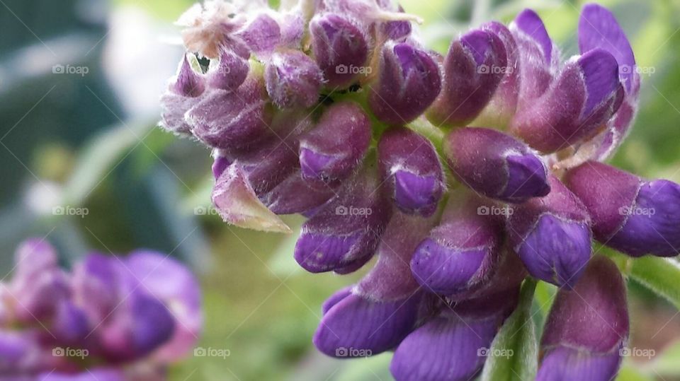 wisteria bloom