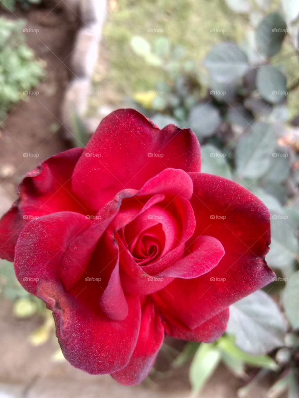 rose... red rose Rose's