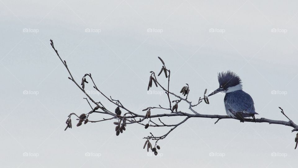 Profile of a belted kingfisher