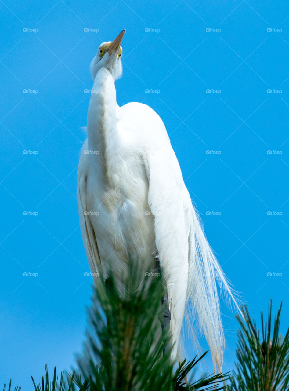 perched up high