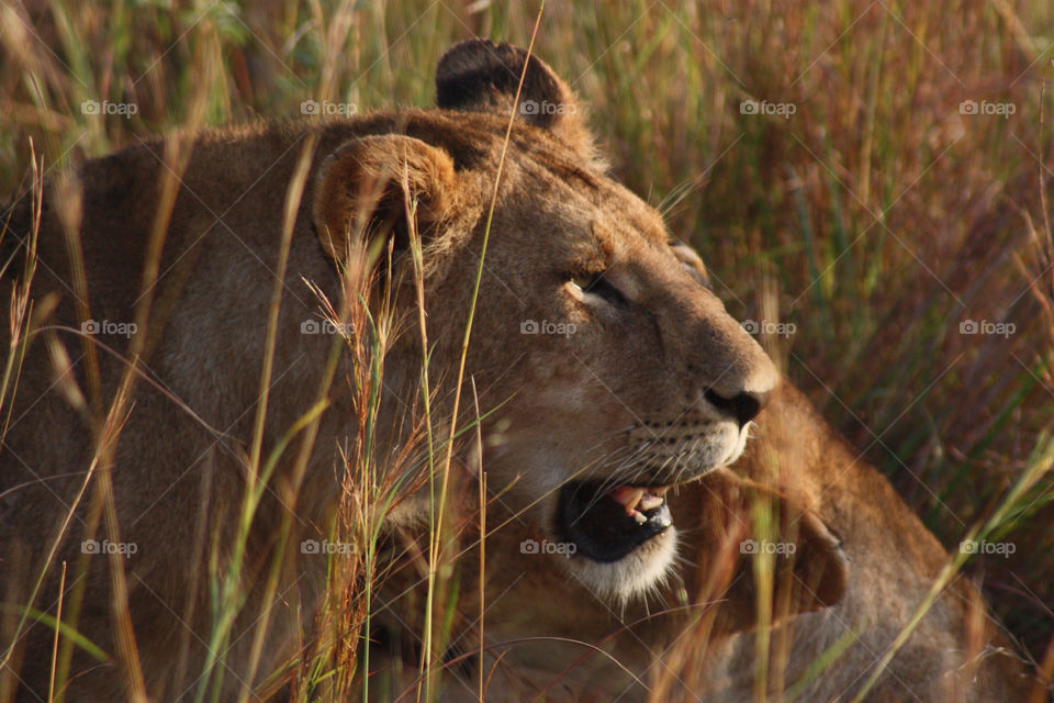 face grass lion africa by twickers