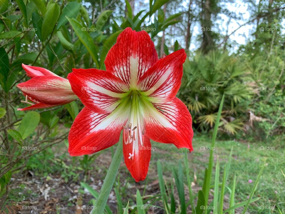 Springtime bulbs bloom into beautiful red Amaryllis blooms. 