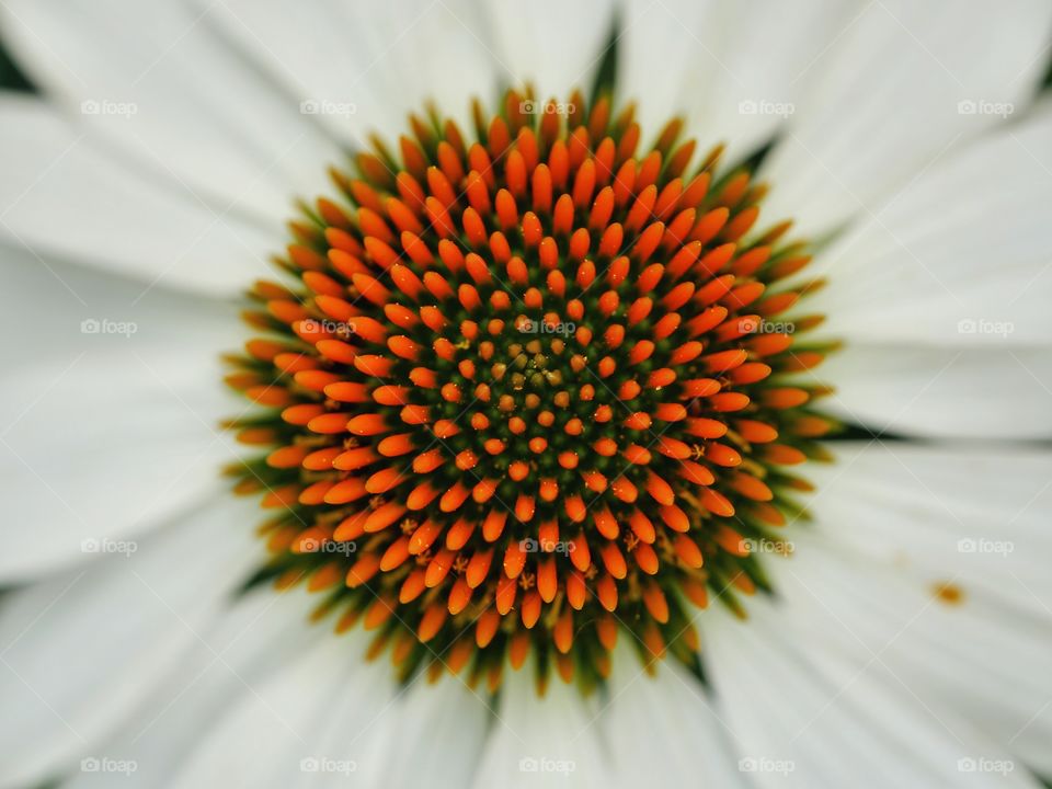 Echinacea purpurea - White Swan