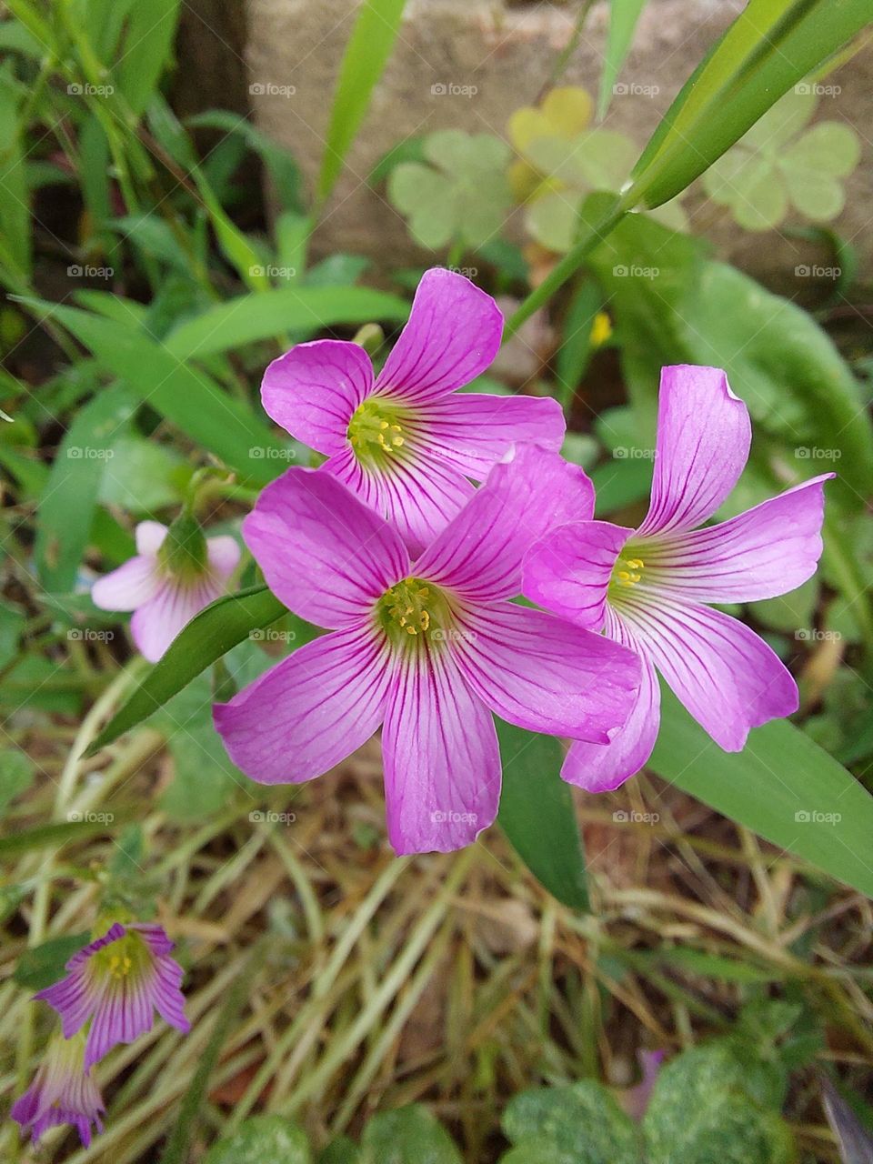 Pink clover flowers