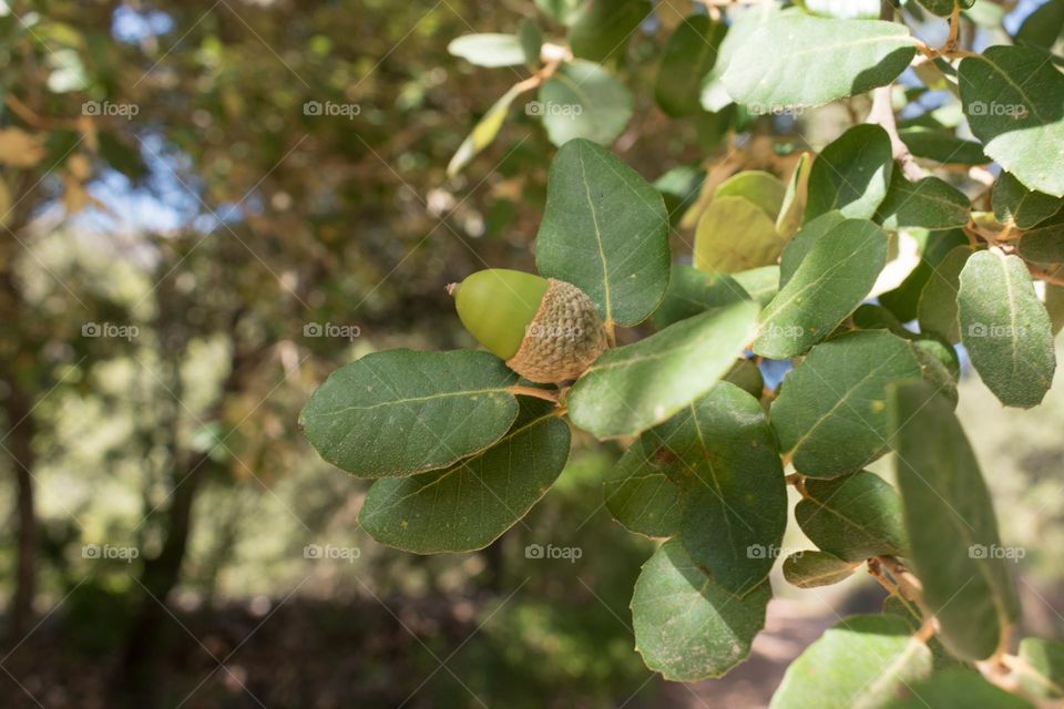 Close-up image of an acorn at a holmoak tree (Quercus ilex)