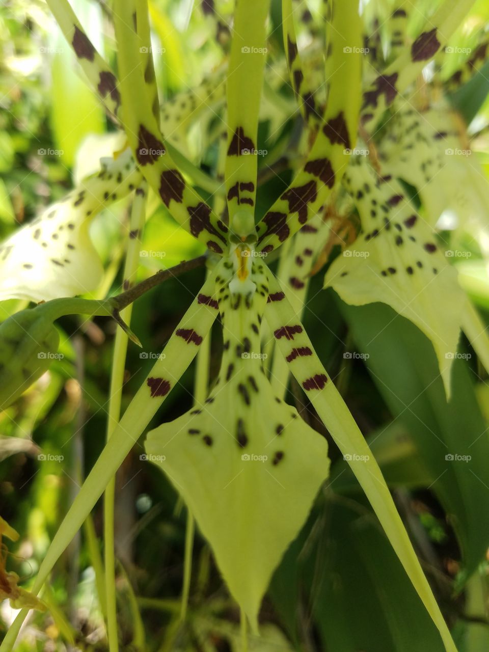 Wild orchids,Big Island