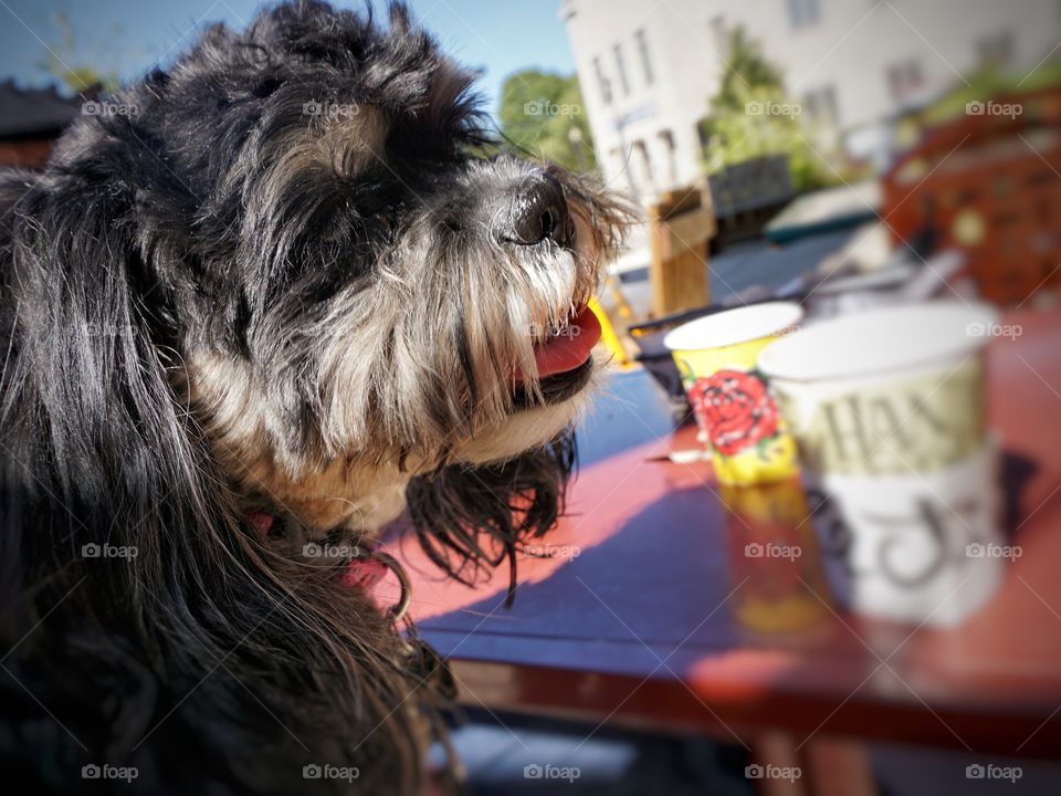 Dog at Cafe