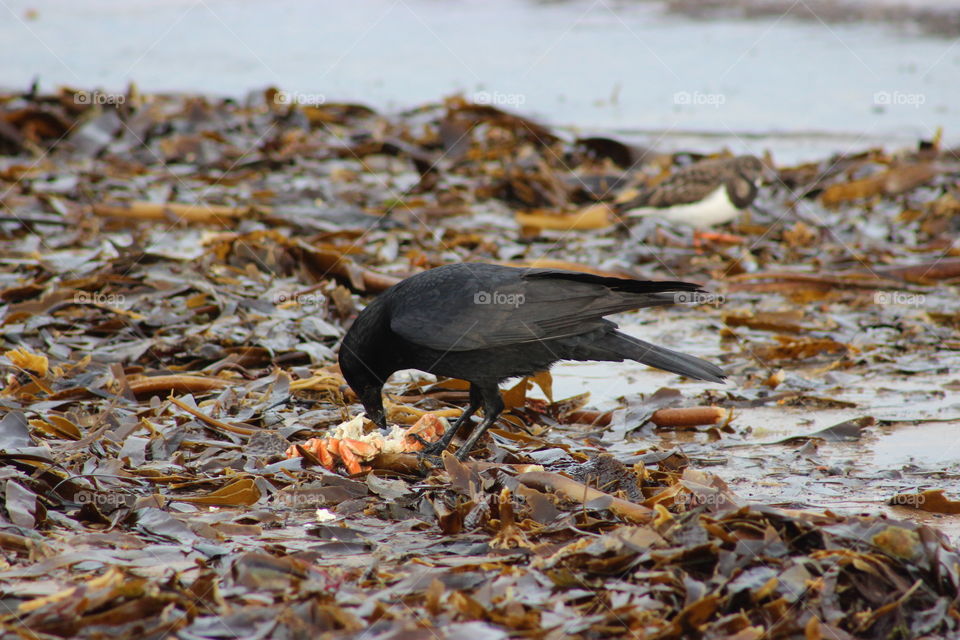 A very hungry crow feasting on a local crab