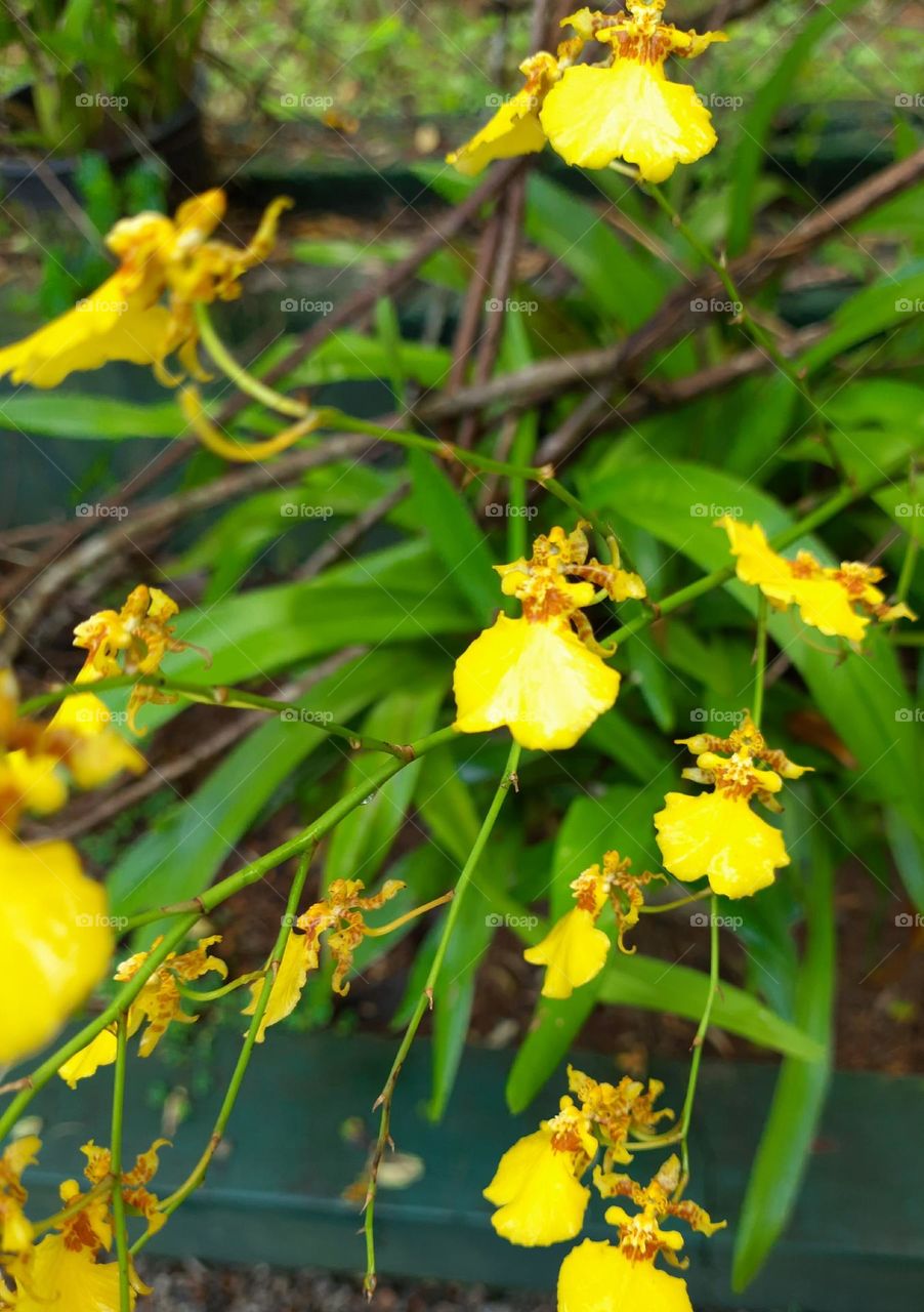 kandians dance flowers