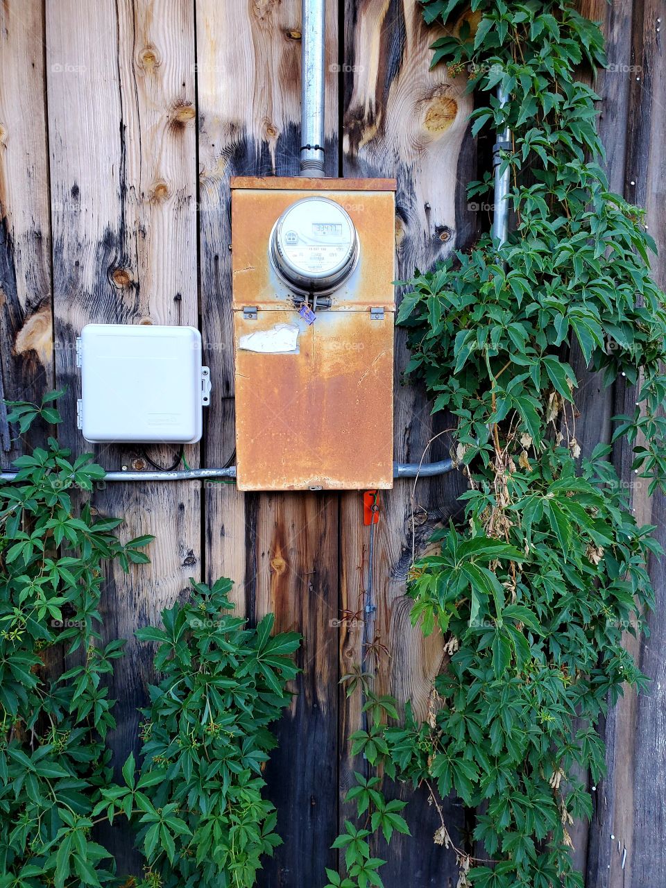 A rusted power meter stands in stark contrast with the greenery that crowds around it.