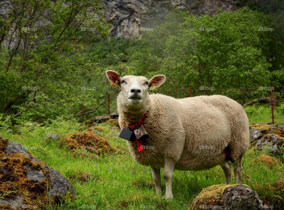 Sheep in nature