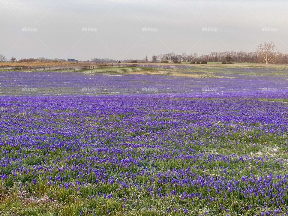 A field of grape hyacinth flowers