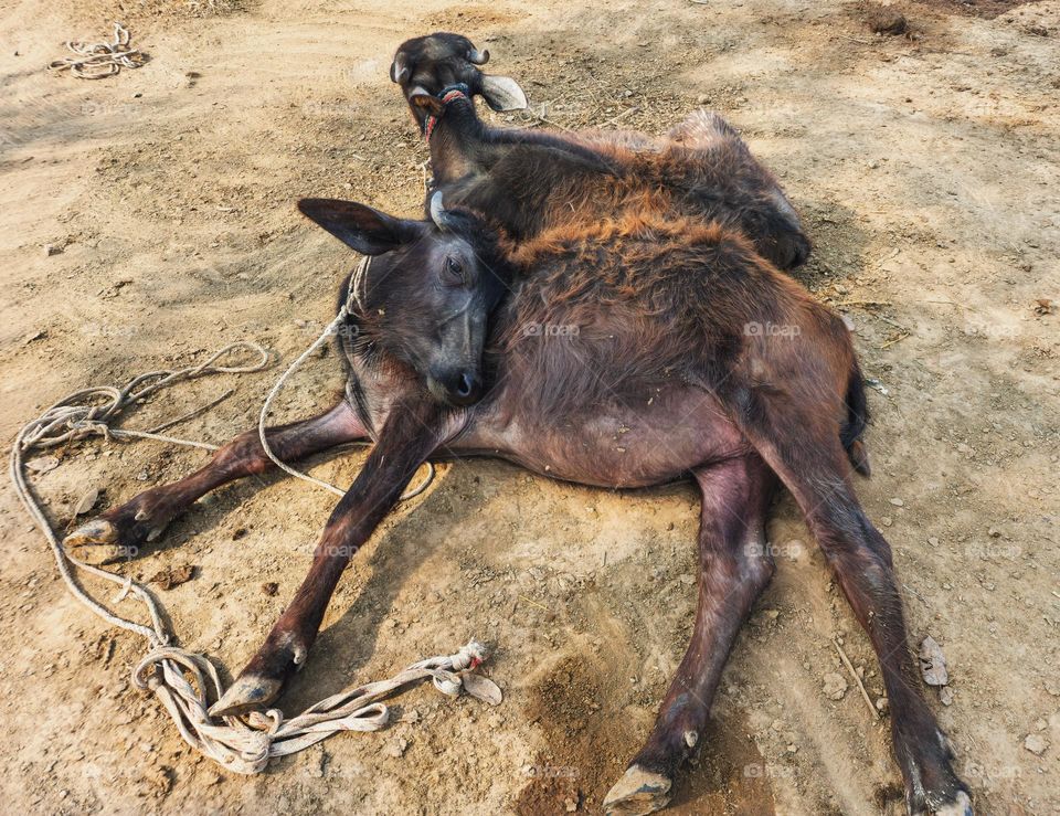 Buffalo carb resting in weird position