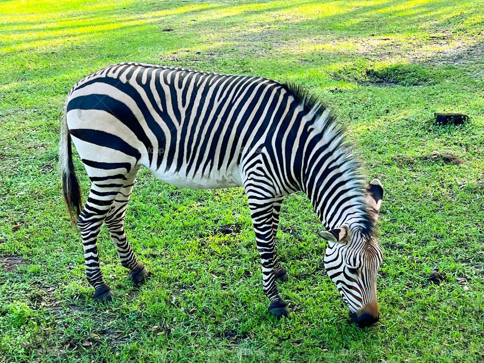 Zebra 🦓 