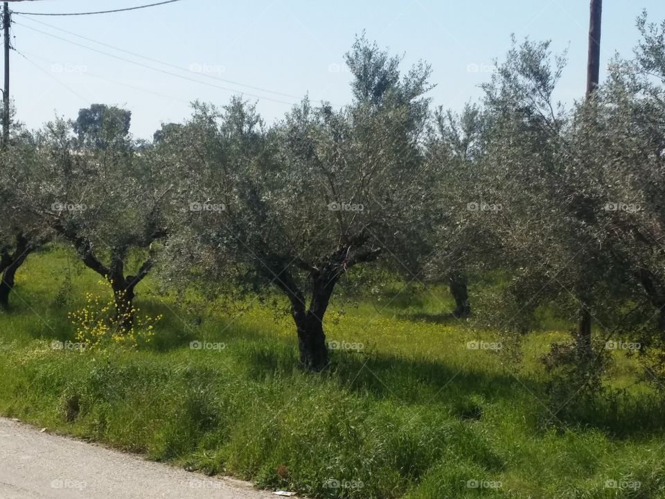 Olive trees