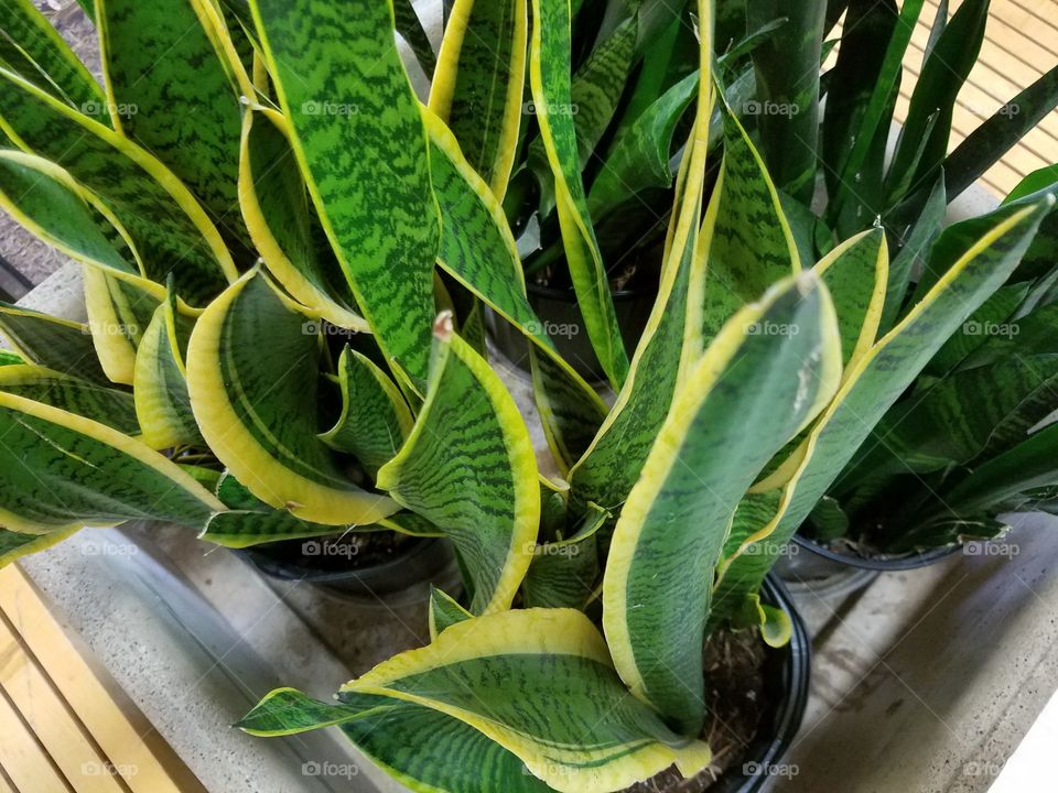 Sansaveria plant