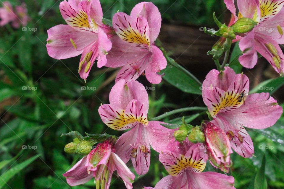 pink flower