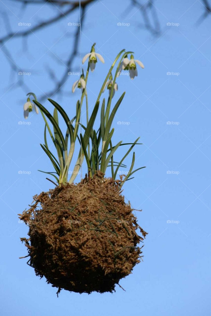 Floating Flowers