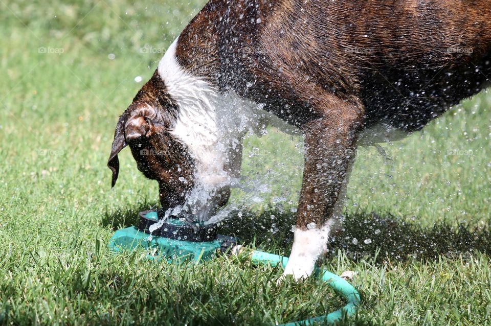 Boxer vs. sprinkler 