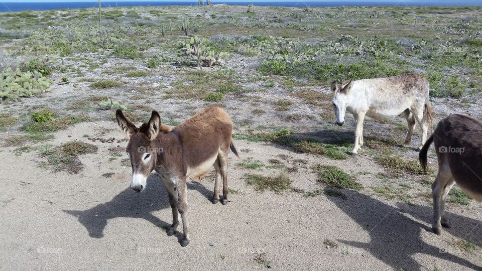Aruba Beach, Donkeys