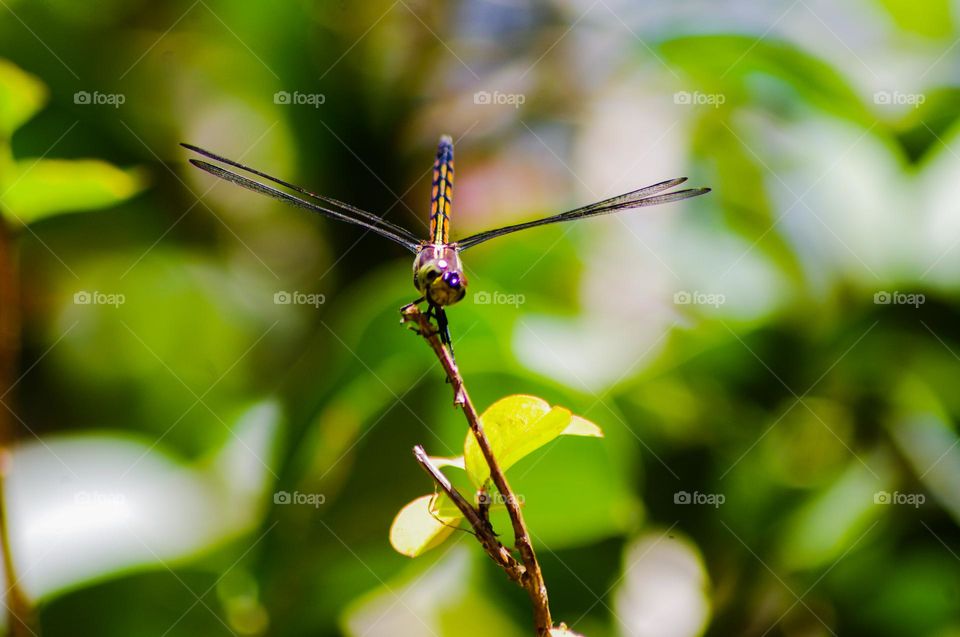 dragonfly