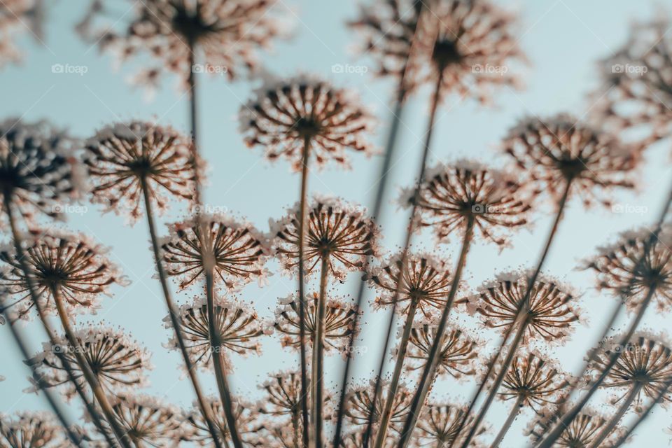One of the poisonous but beautiful plants of the Earth is called hogweed.  Plant hats against the background