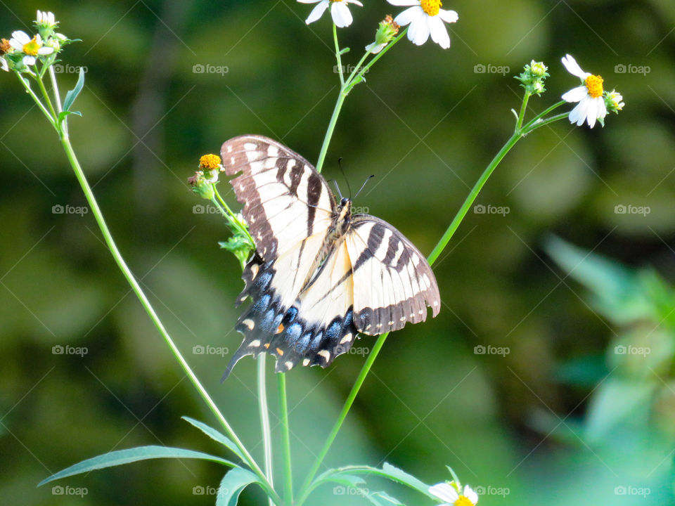 Swallowtail