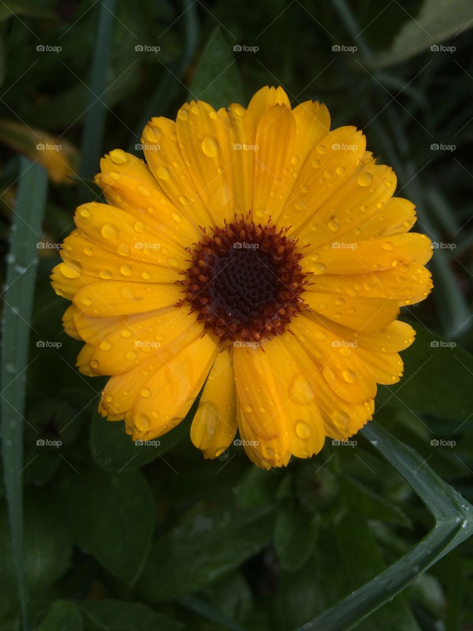 Rainy flower. 